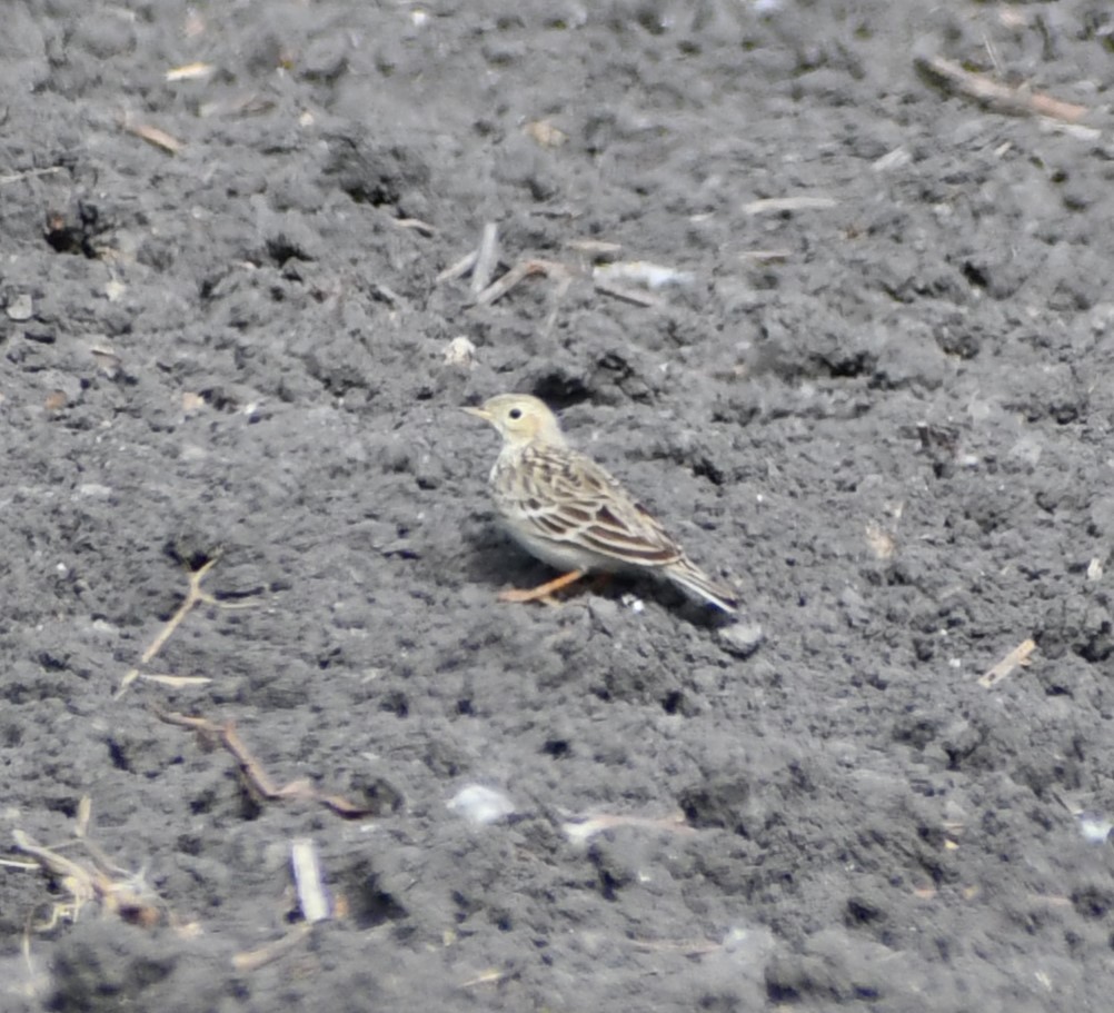 Pipit de Sprague - ML613662643