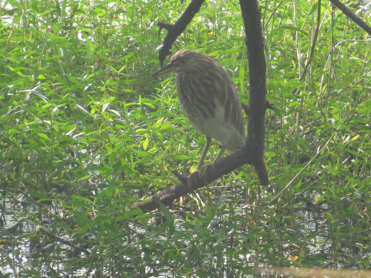 Indian Pond-Heron - ML613662644