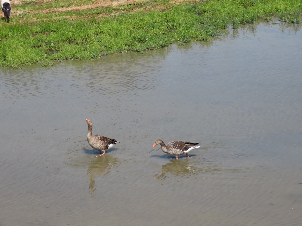 Graylag Goose - Baxter Naday