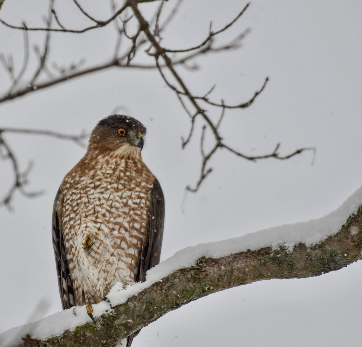 Cooper's Hawk - ML613662809