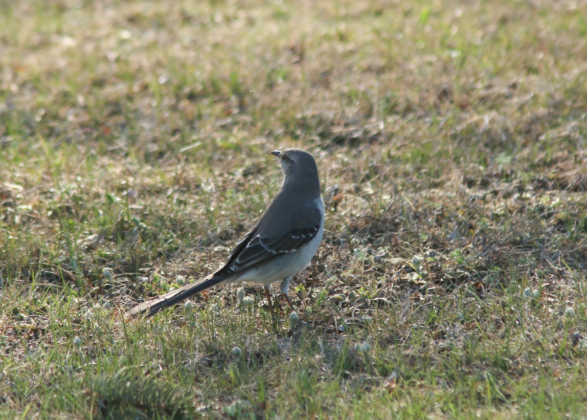 Northern Mockingbird - ML613662822