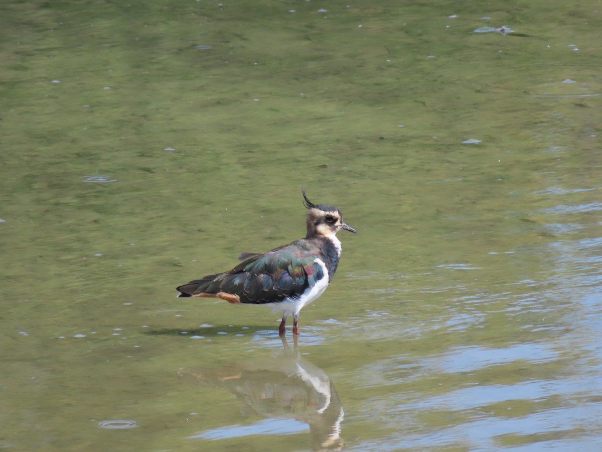 Northern Lapwing - ML613662837