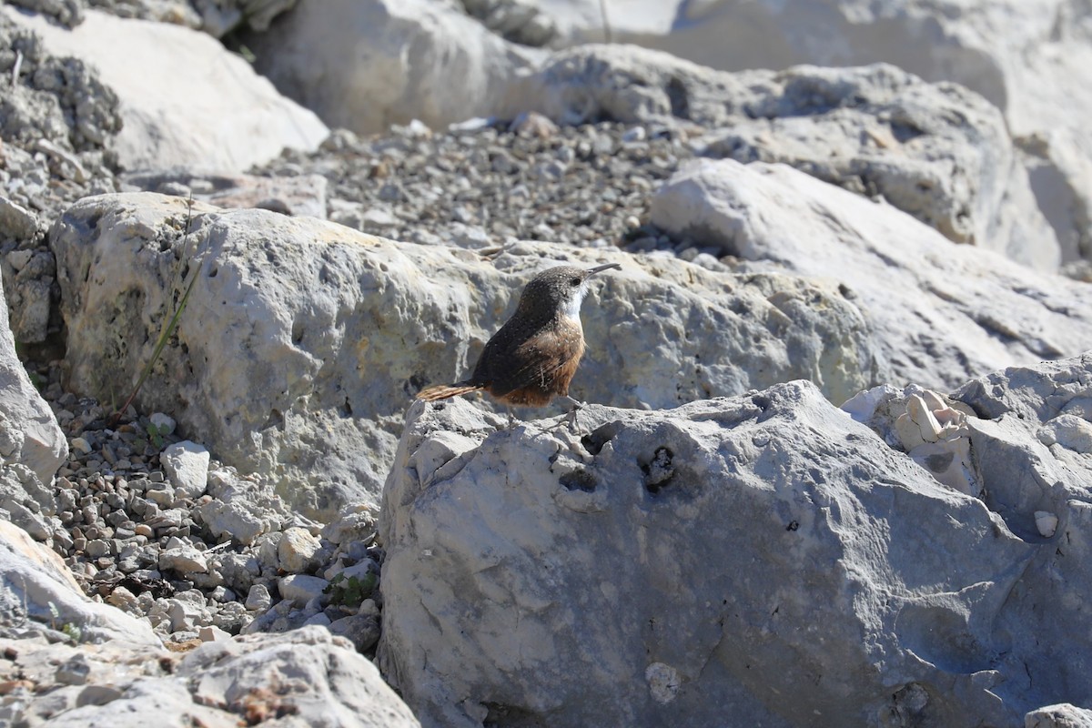 Canyon Wren - ML613662871