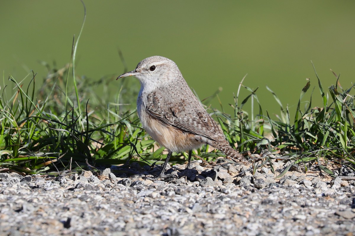 Rock Wren - ML613662874