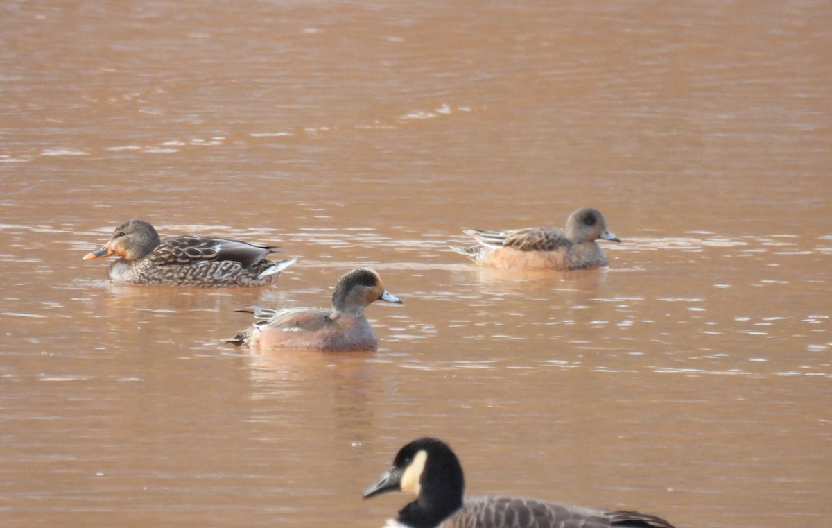 American Wigeon - ML613662916