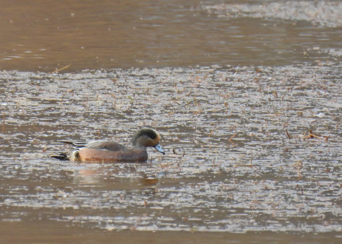 American Wigeon - ML613662917