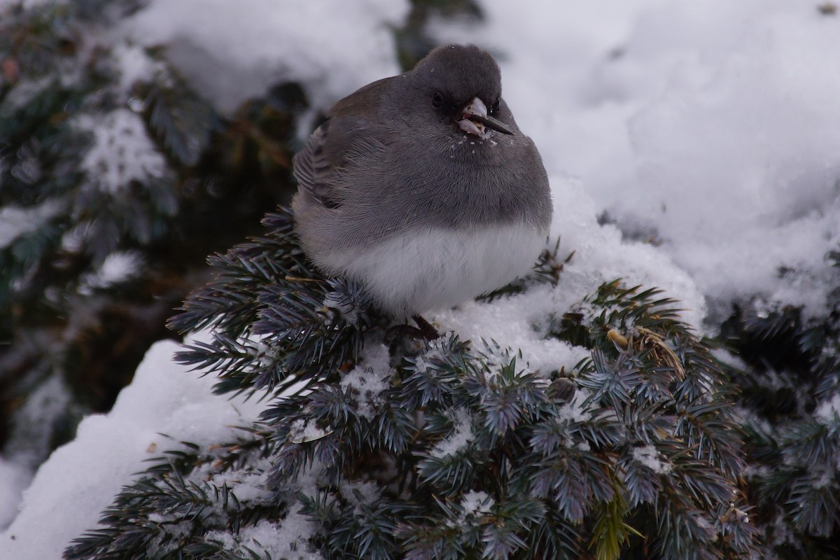 Junco ardoisé (hyemalis/carolinensis) - ML613662923