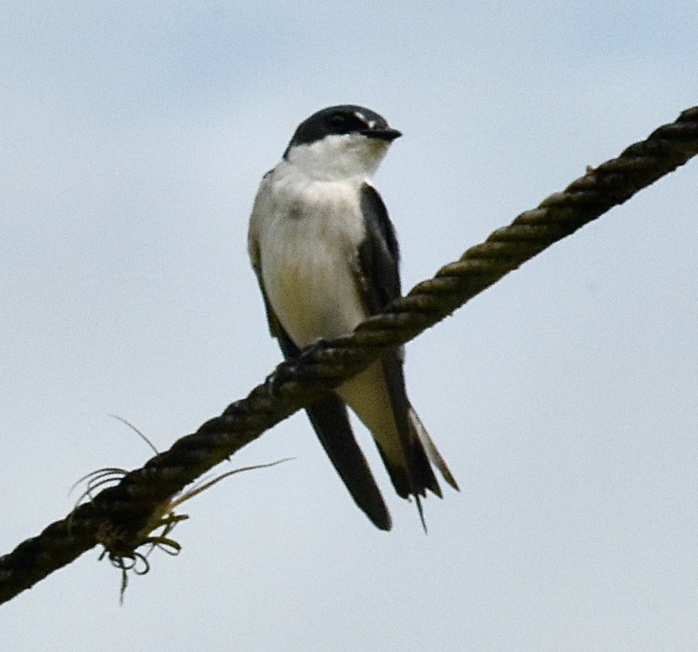 Mangrove Swallow - Michael Brower