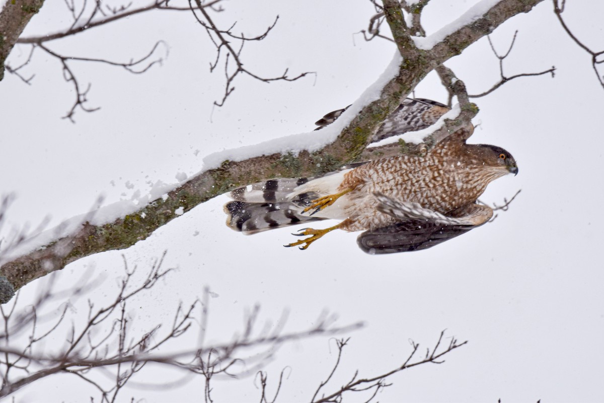 Cooper's Hawk - ML613663057