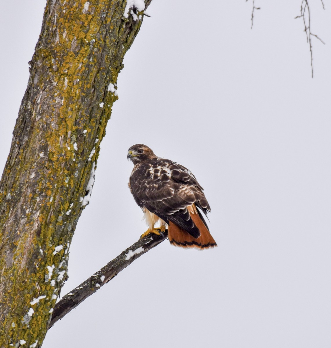 Red-tailed Hawk - ML613663095