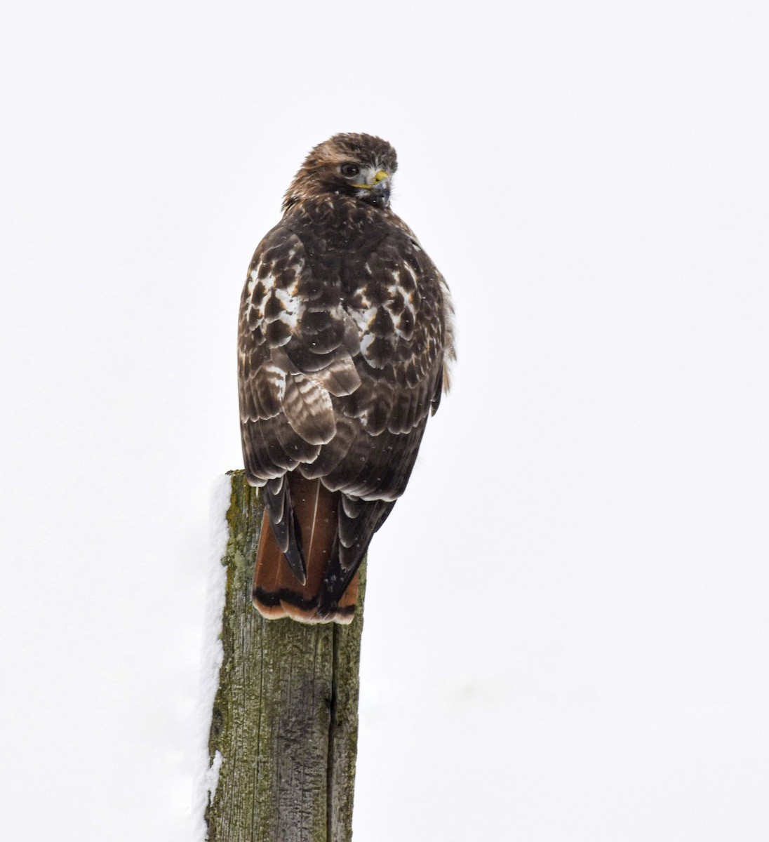 Red-tailed Hawk - ML613663103