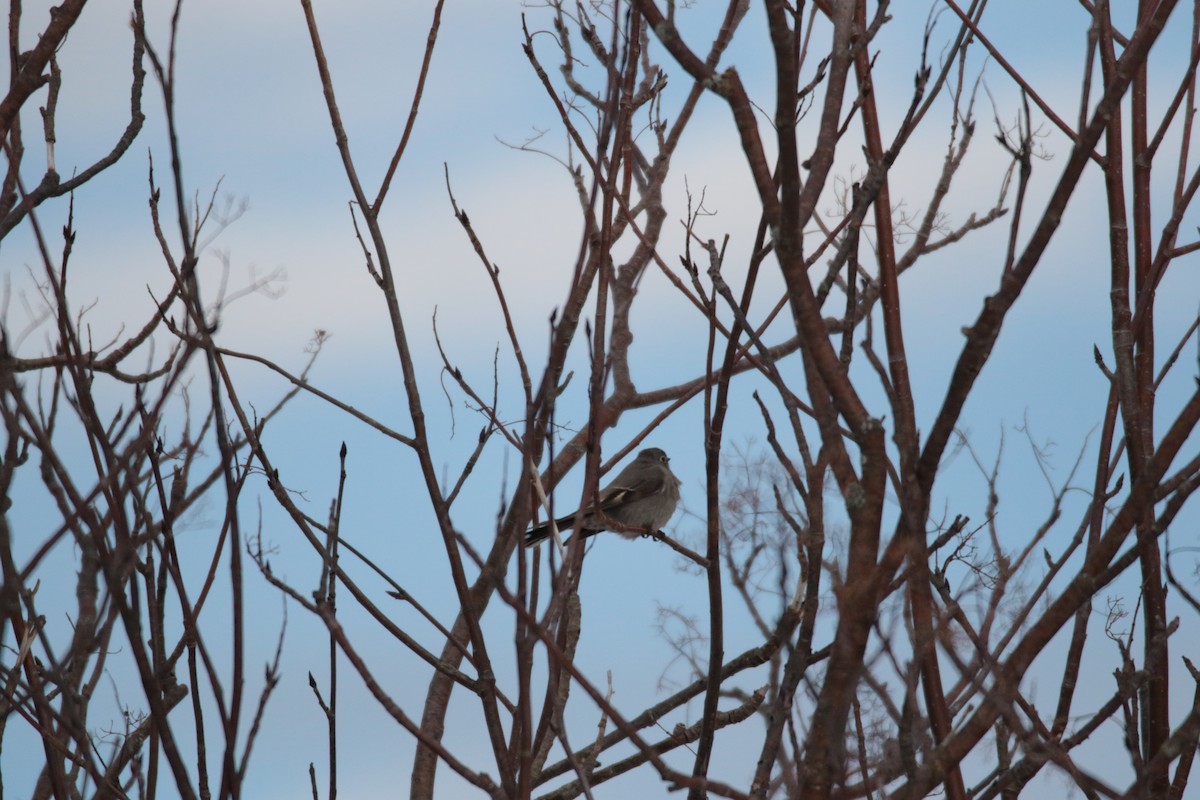Townsend's Solitaire - ML613663112