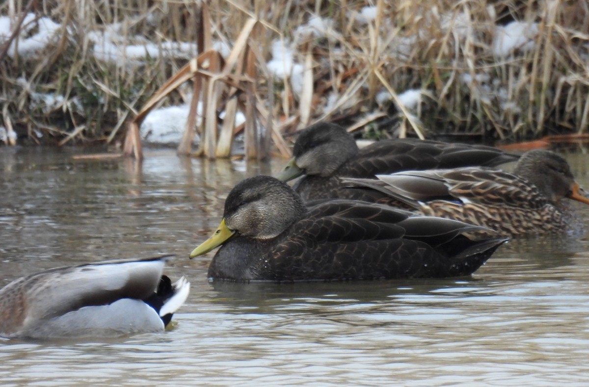 American Black Duck - Corvus 𓄿