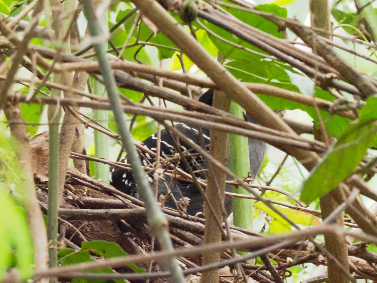 Giant Antshrike - Todd Deininger