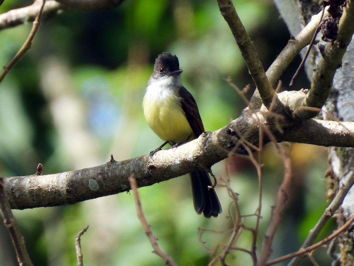 Dusky-capped Flycatcher - ML613663204