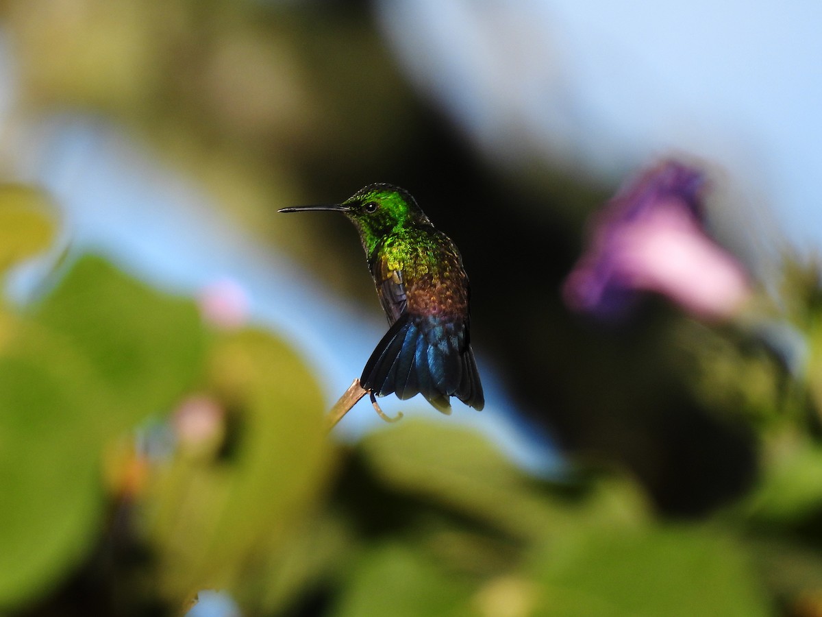 Blue-vented Hummingbird - Daniel Matamoros