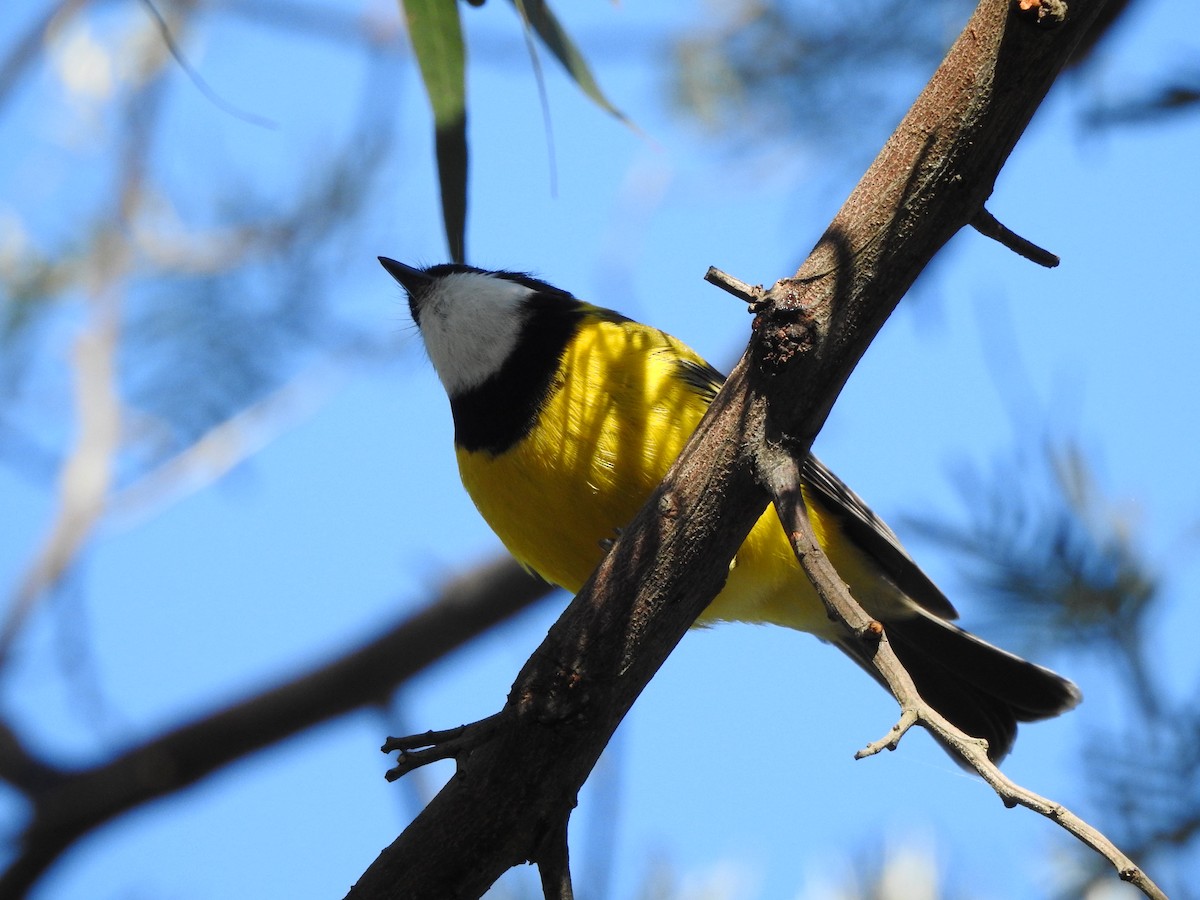 Golden Whistler - ML613663302