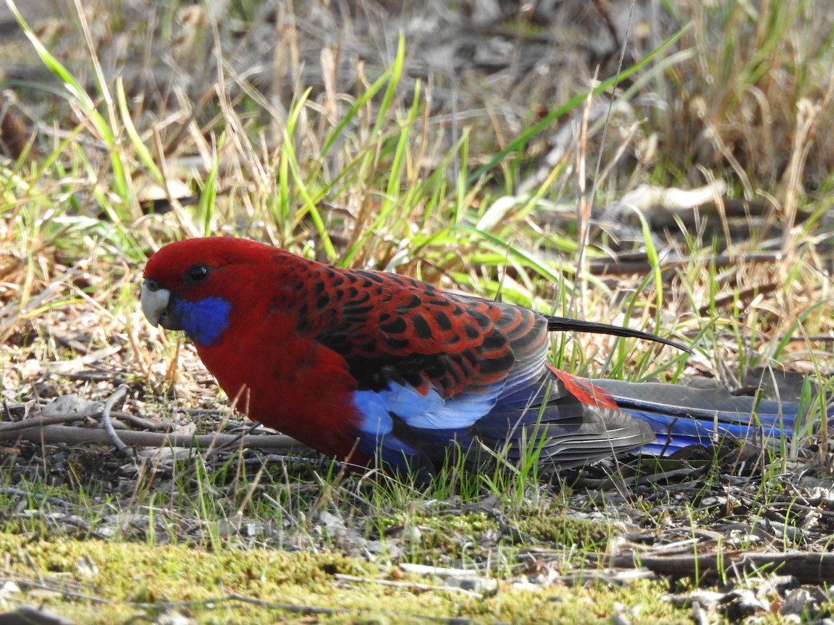 Crimson Rosella - ML613663309