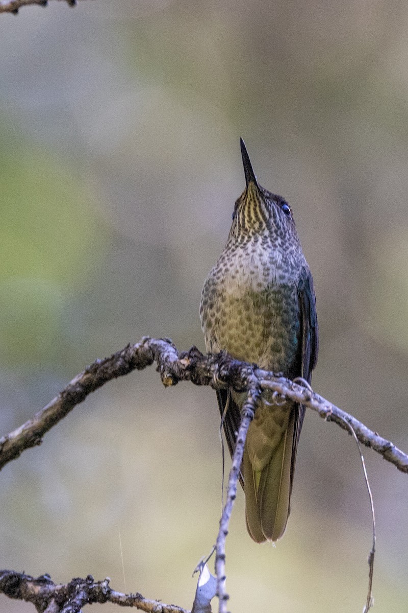Green-backed Firecrown - ML613663355