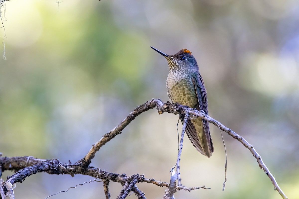 Green-backed Firecrown - ML613663356