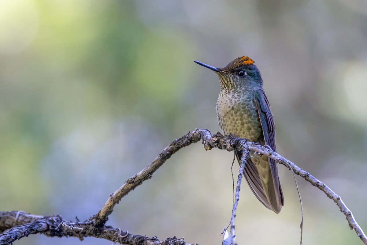 Green-backed Firecrown - ML613663357