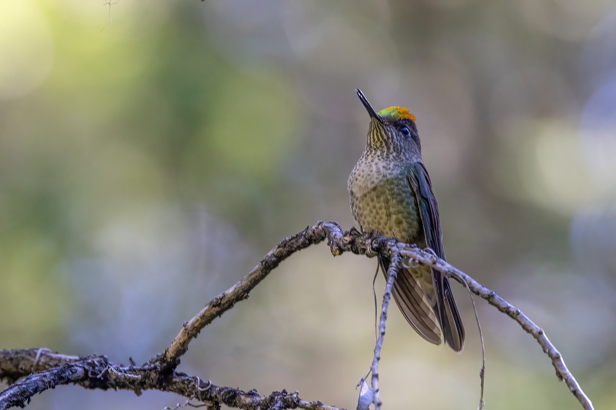 Green-backed Firecrown - ML613663358