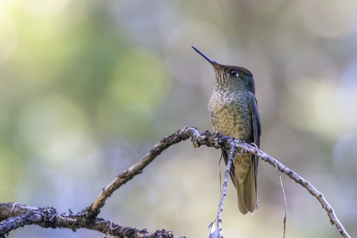 Green-backed Firecrown - ML613663359