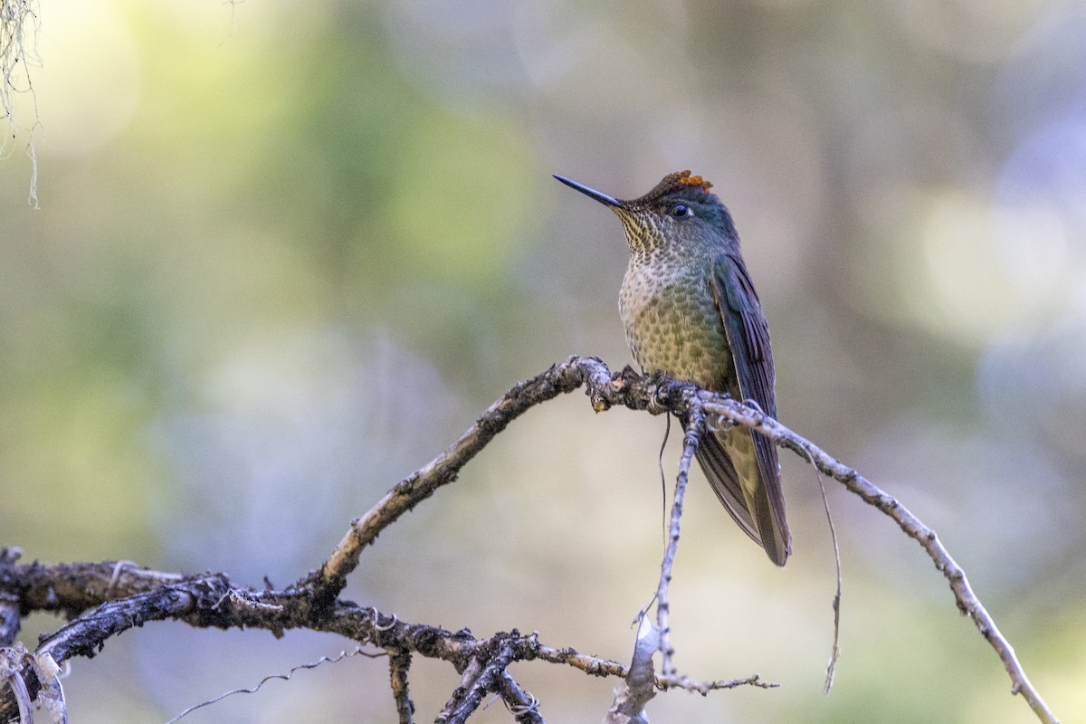 Green-backed Firecrown - ML613663360