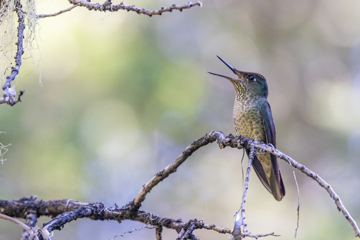 Green-backed Firecrown - ML613663361