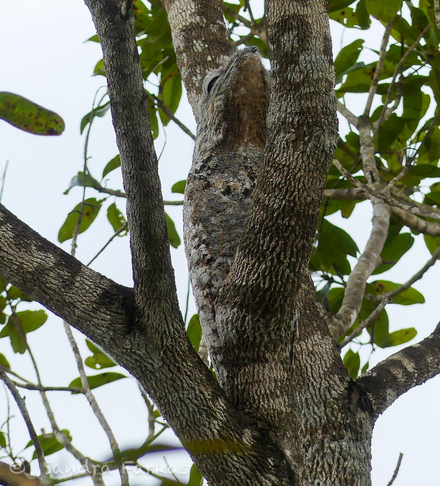 Great Potoo - ML613663403