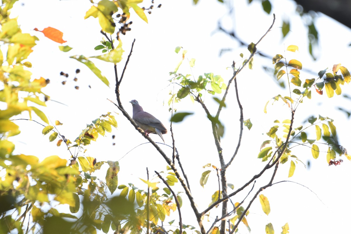 Pale-vented Pigeon - ML613663416