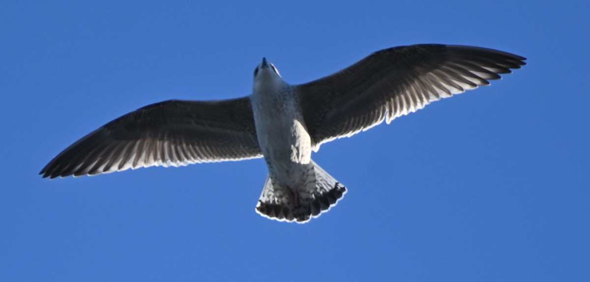 Great Black-backed Gull - ML613663446