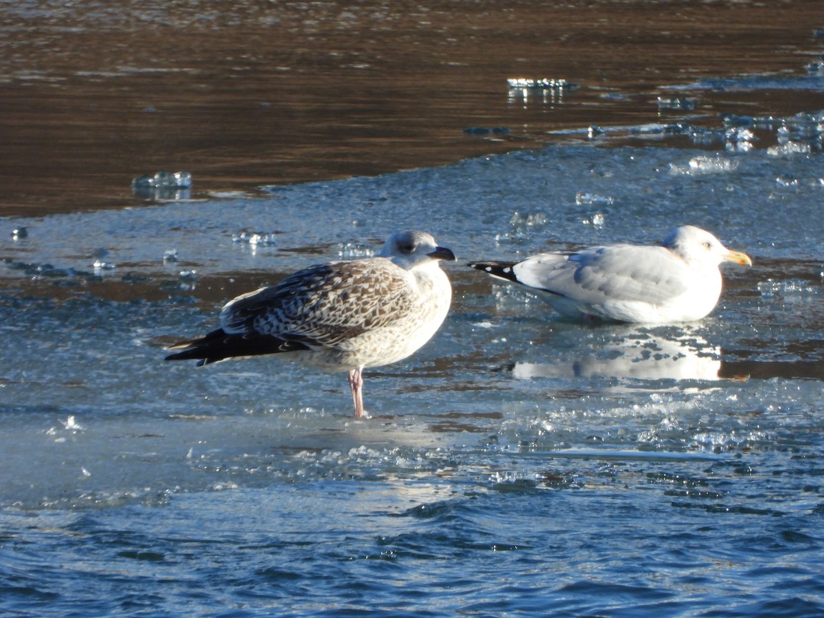 Great Black-backed Gull - ML613663447