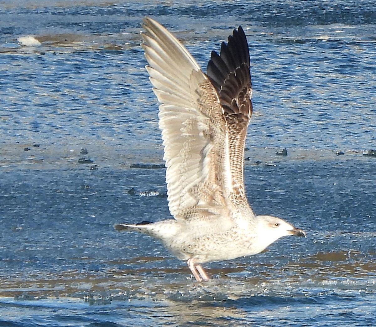 Great Black-backed Gull - ML613663448