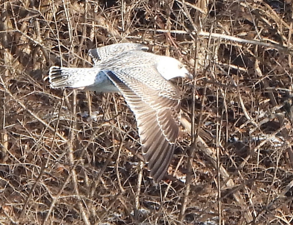 Great Black-backed Gull - ML613663449