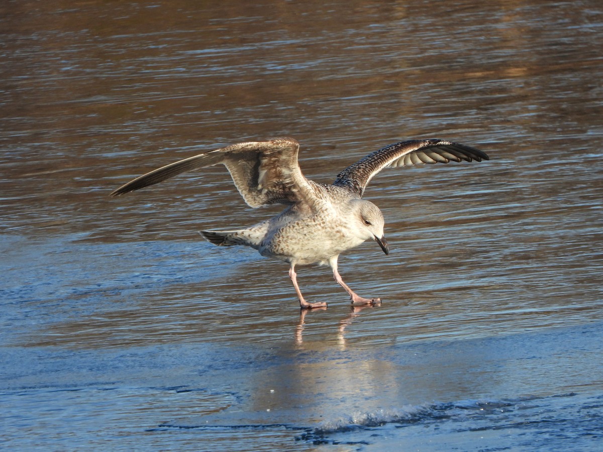 Great Black-backed Gull - ML613663450