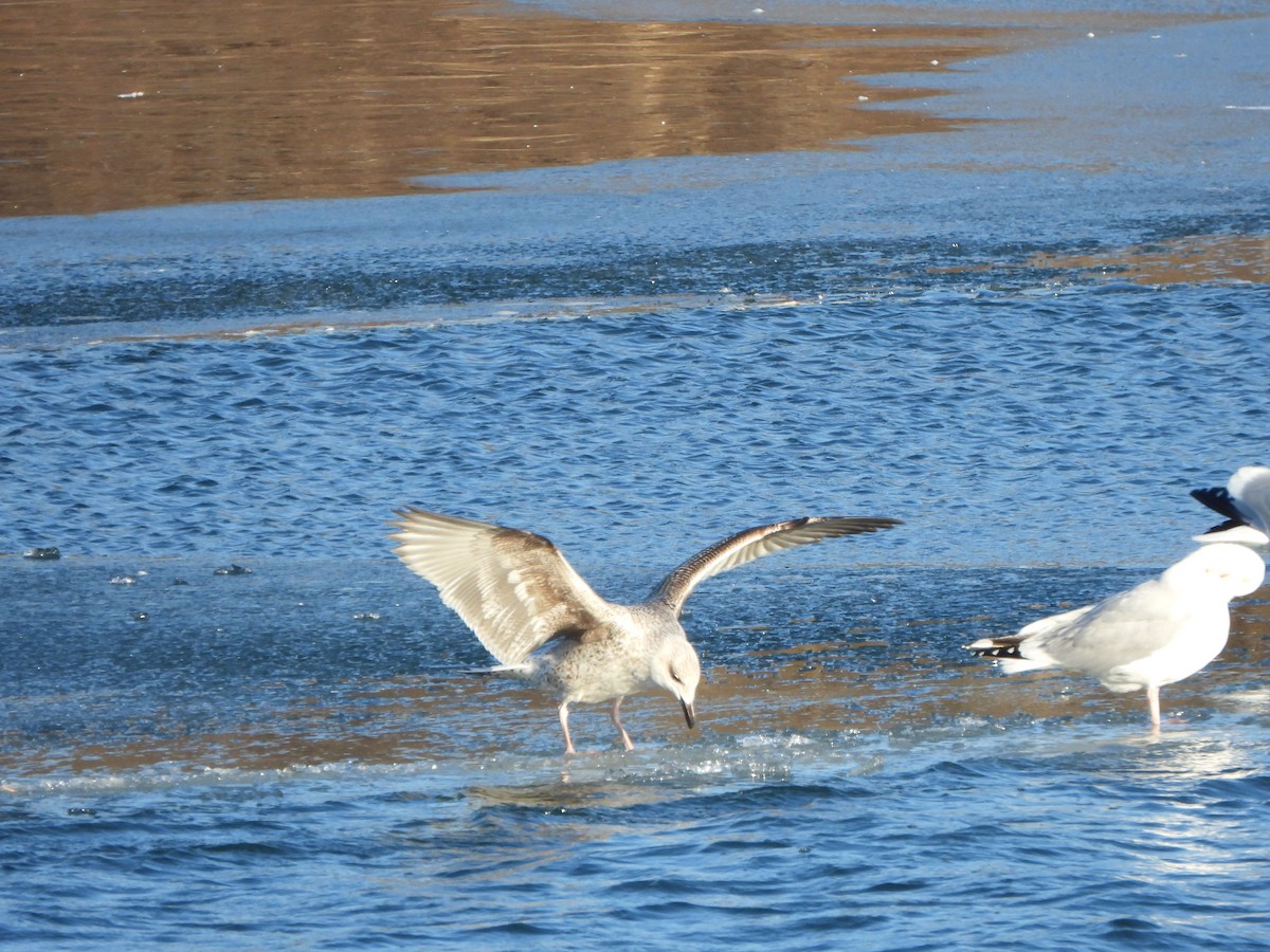 Great Black-backed Gull - ML613663451