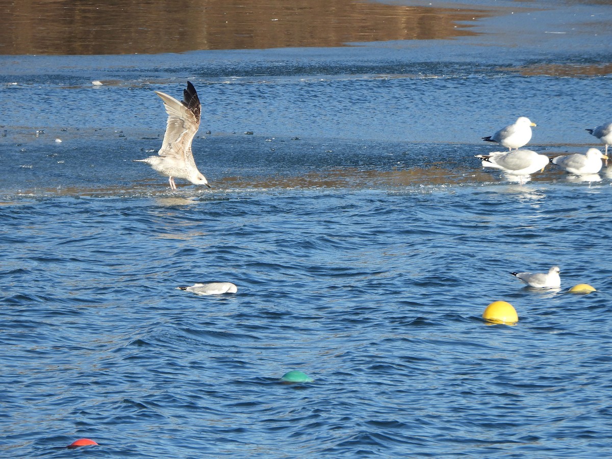 Great Black-backed Gull - ML613663453