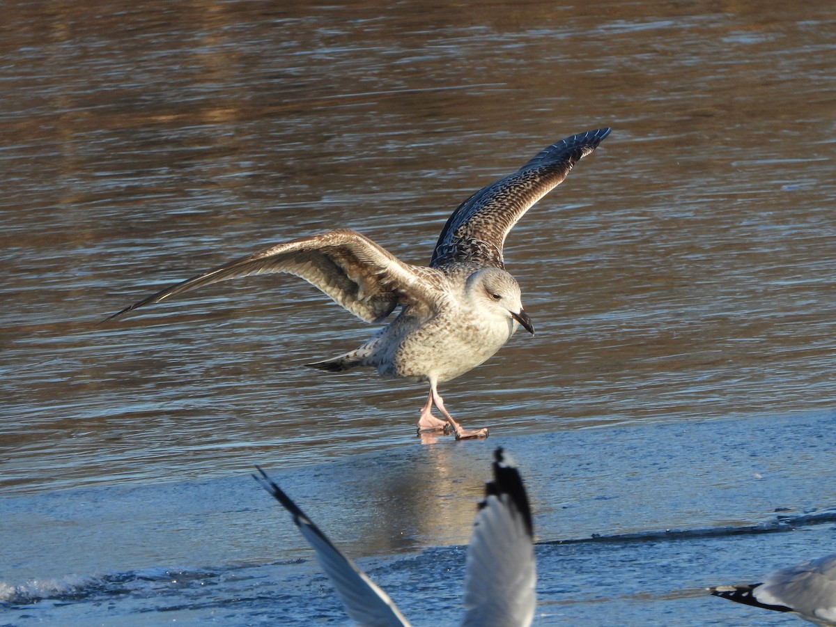 Great Black-backed Gull - ML613663455