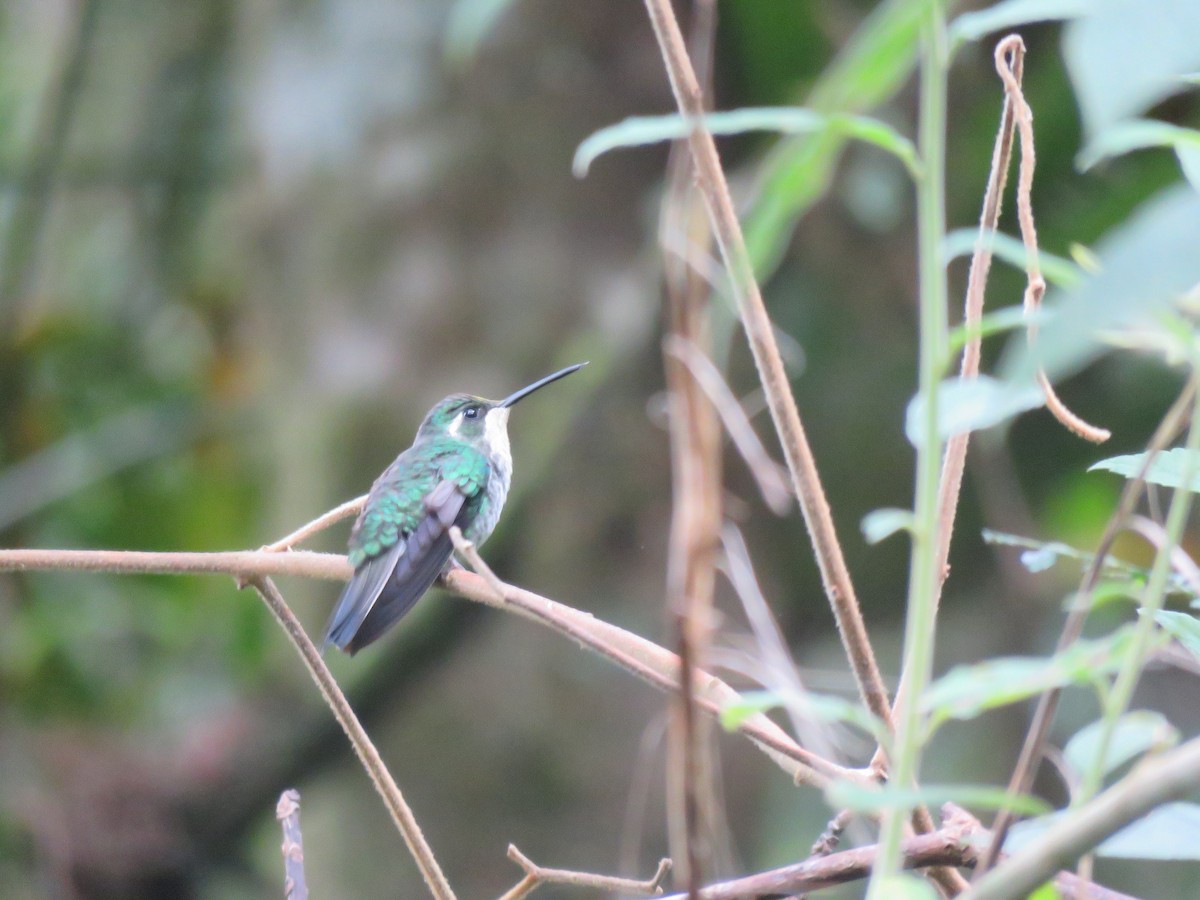 Colibri de Sybil - ML613663509