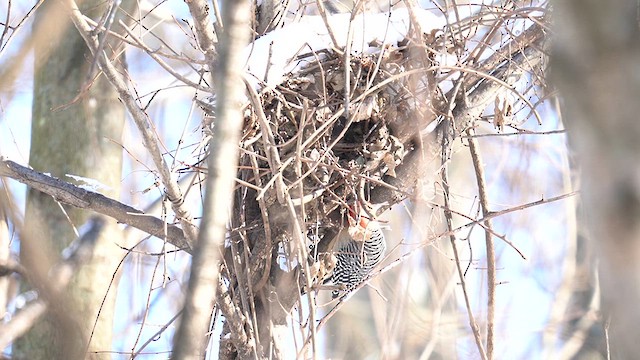 Red-bellied Woodpecker - ML613663525