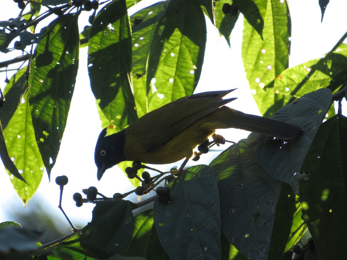 Black-crested Bulbul - ML613663529