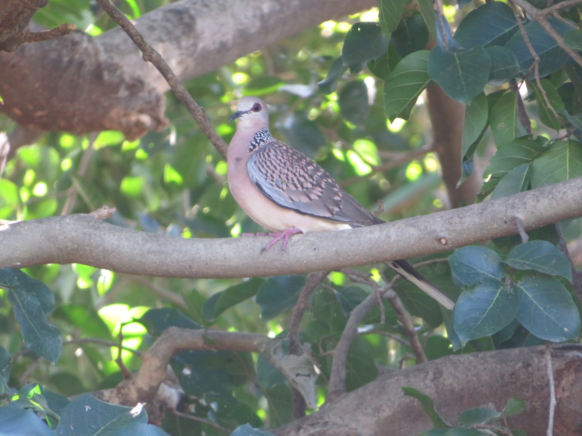 Spotted Dove - ML613663578
