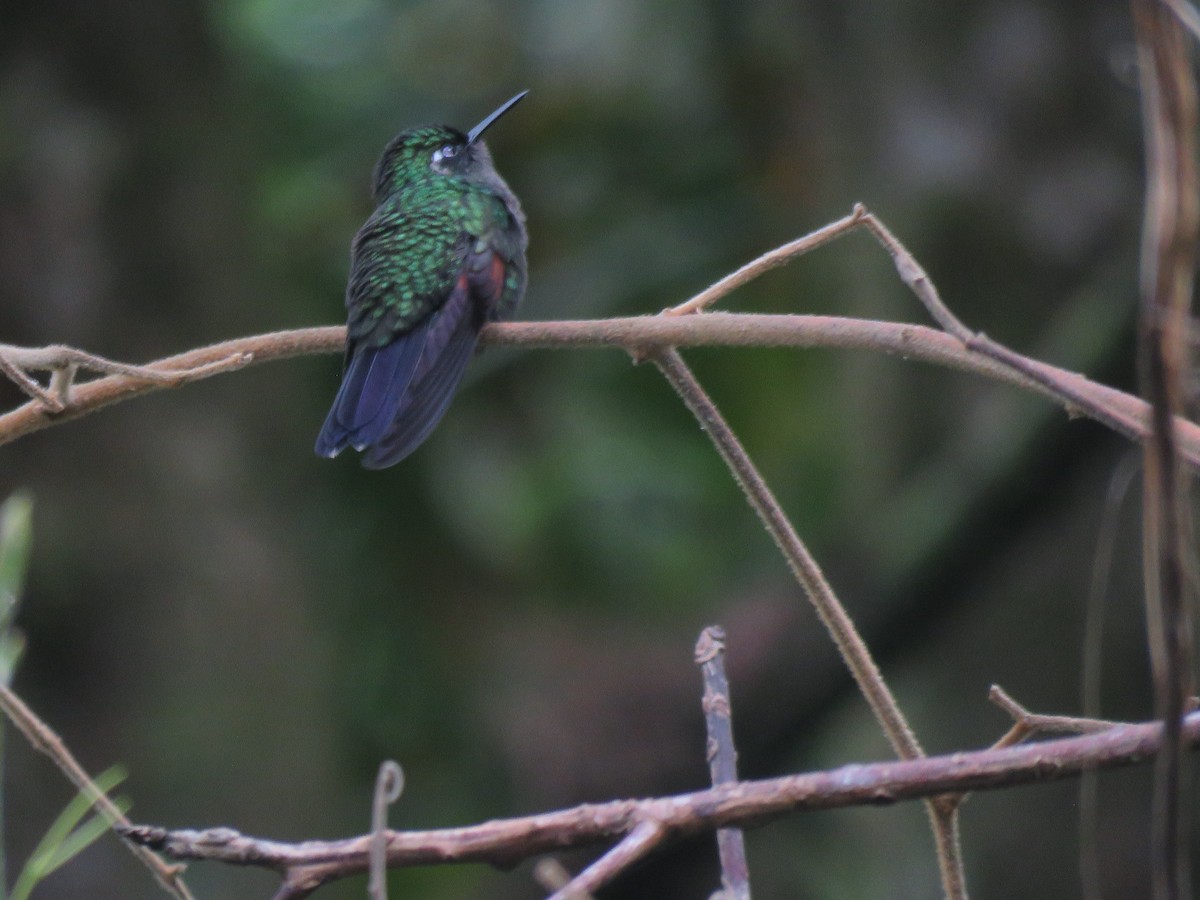 Garnet-throated Hummingbird - ML613663591