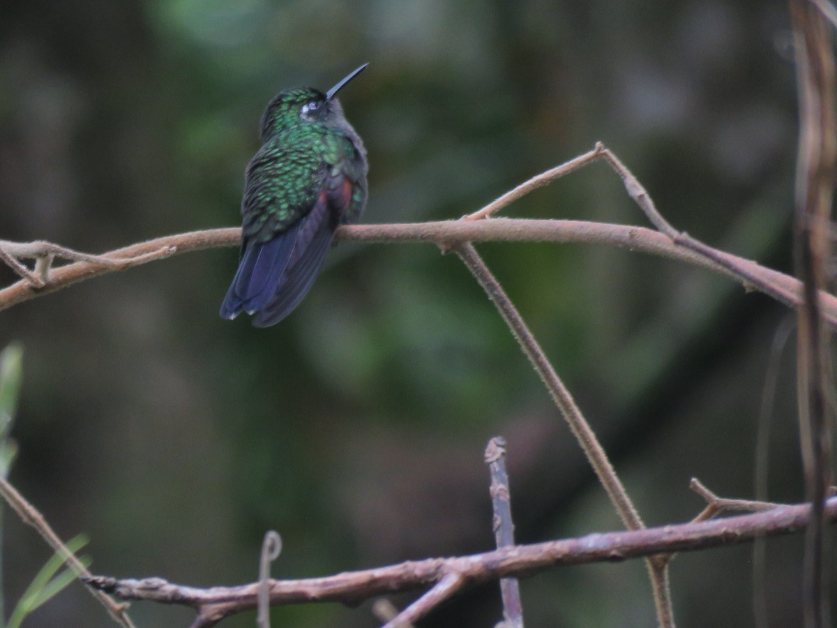 Colibri à gorge grenat - ML613663591