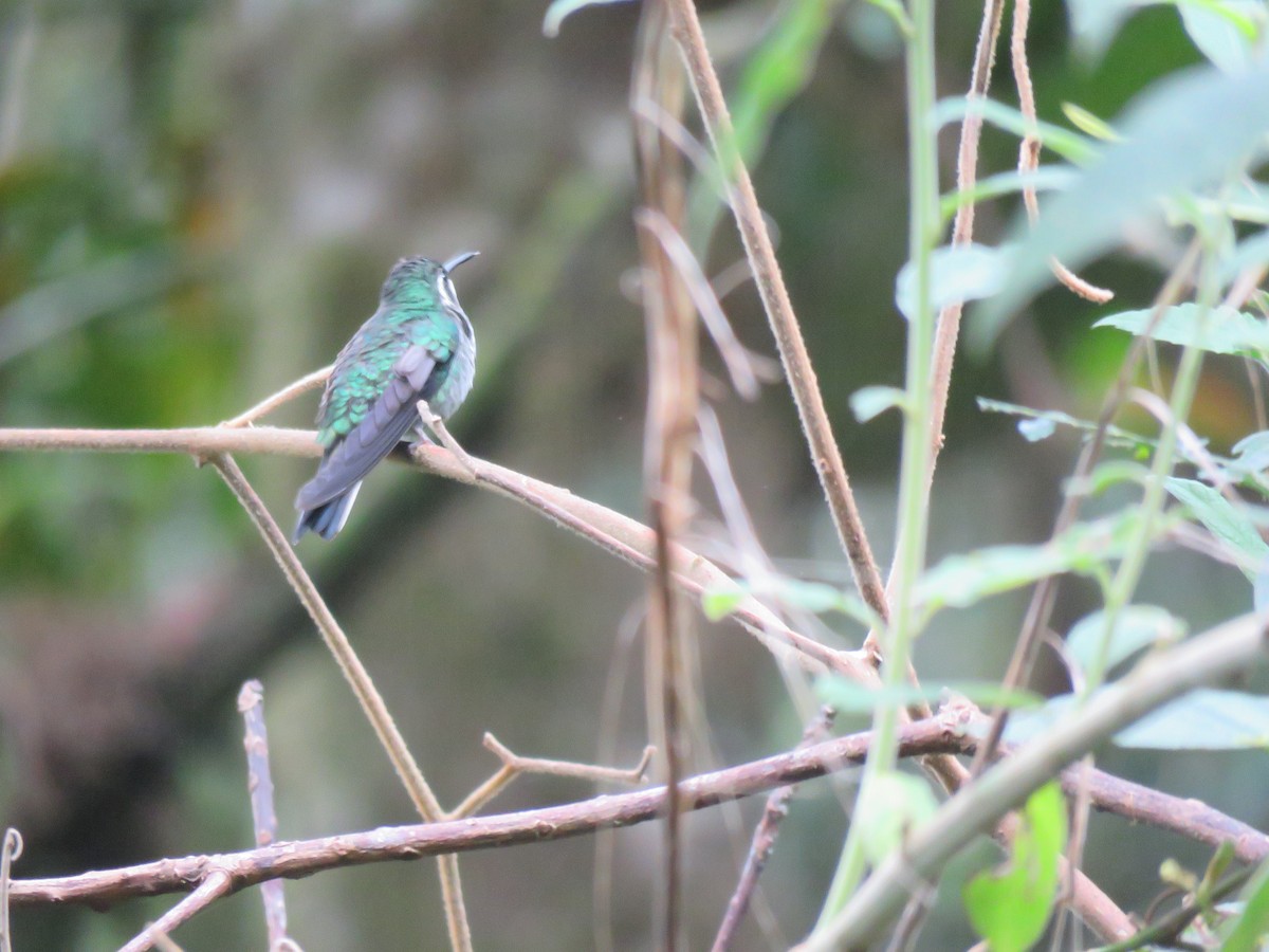 Green-breasted Mountain-gem - ML613663593