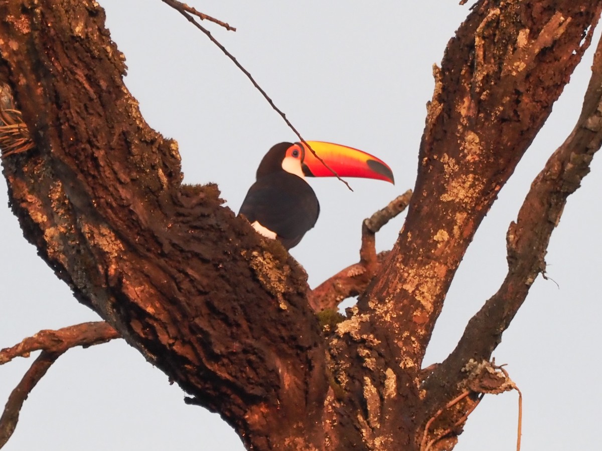 Toucan toco - ML613663628