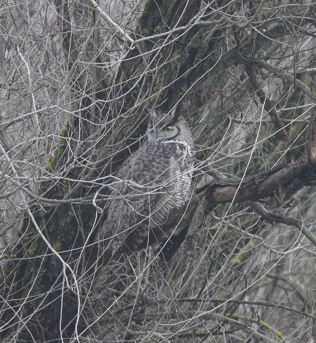 Great Horned Owl - ML613663760