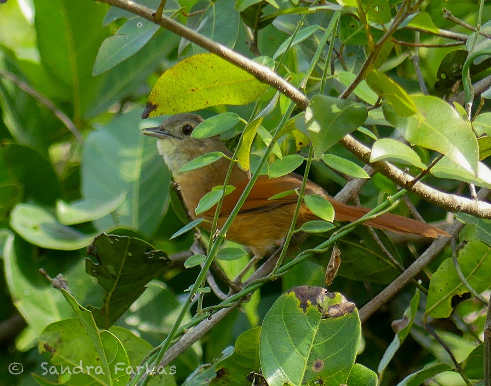 White-lored Spinetail - ML613663831