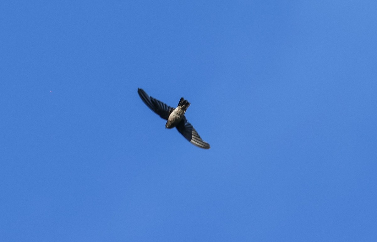 White-rumped Swiftlet - ML613663894